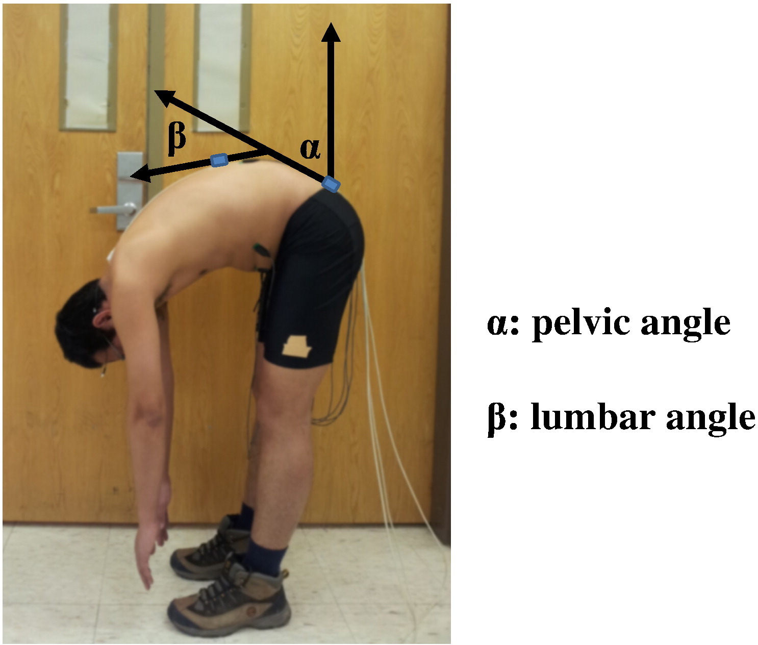 Lumbopelvic Rythm UC Davis Biomechanical Agricultural and Natural Resources Engineering 