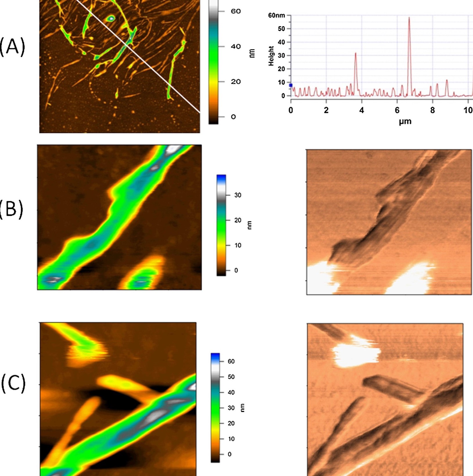 Cellulose microfibrillar structure changes biolgocial and agricultural engineering uc daivs