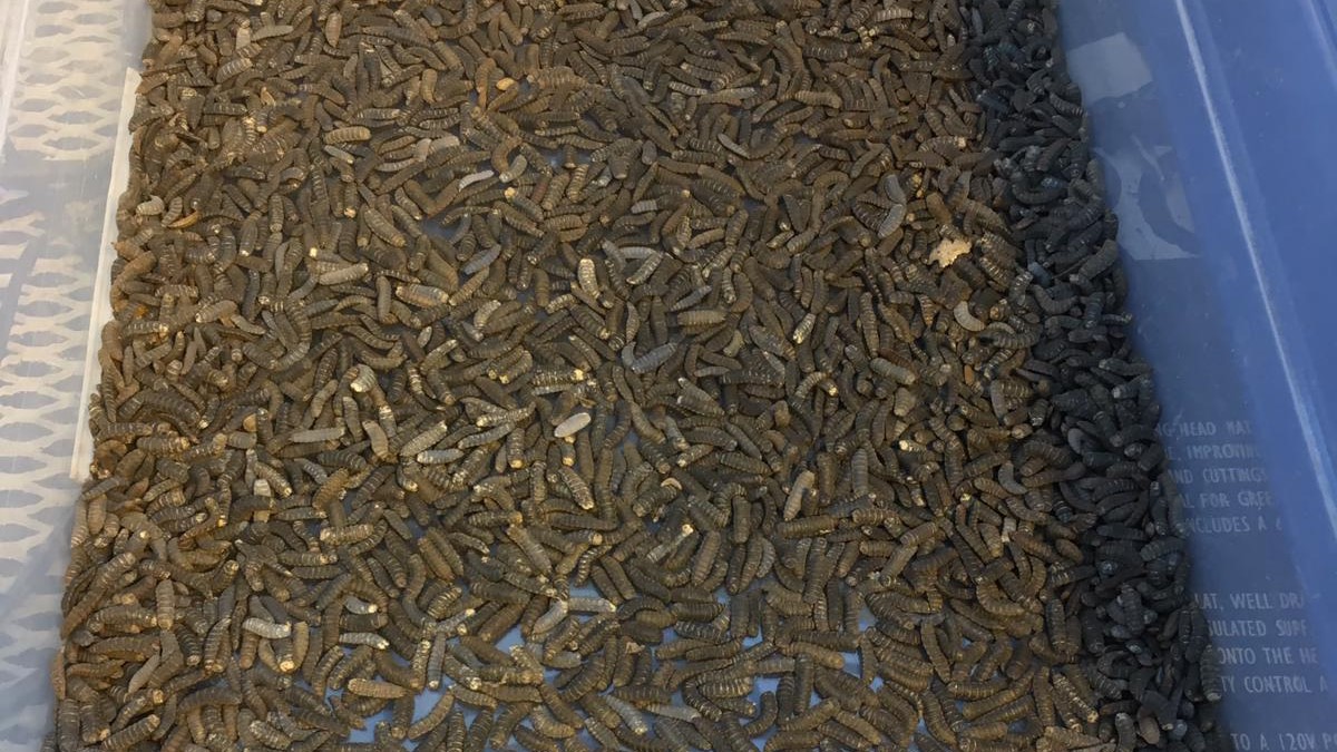 uc davis biological agricultural engineering biomilitus big ideas larva