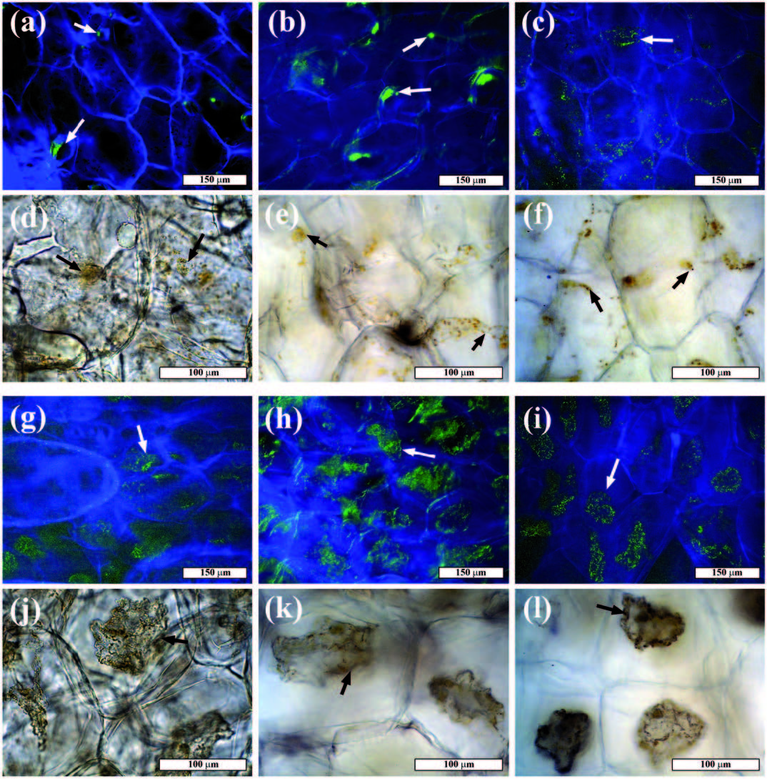 High hydrostatic pressure as a method to preserve fresh-cut Hachiya persimmons. Biotech food engineering UC Davis Biological and Agricultural Engineering