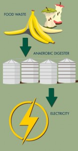 Campus and community food and yard waste will be put inside large, white, oxygen-deprived tanks. Bacterial microbes in the tanks feast on the waste, converting it into clean energy that feeds the campus electrical grid. (Graphic by Russ Thebaud/UC Davis)