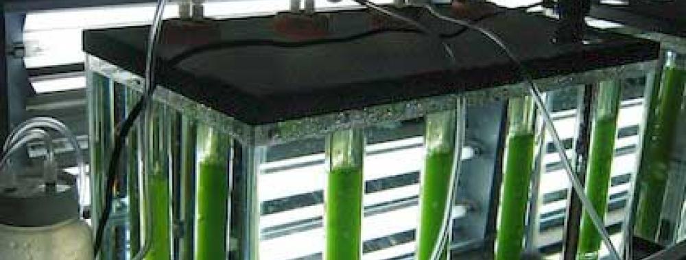 VanderGheynst Microalgae treating wastewater