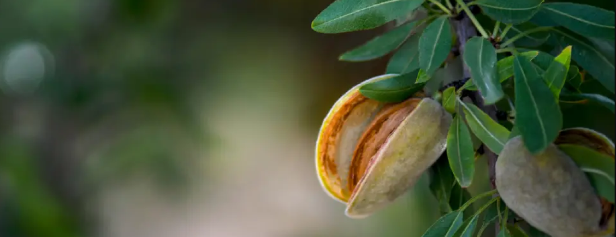 An almond growing on a tree