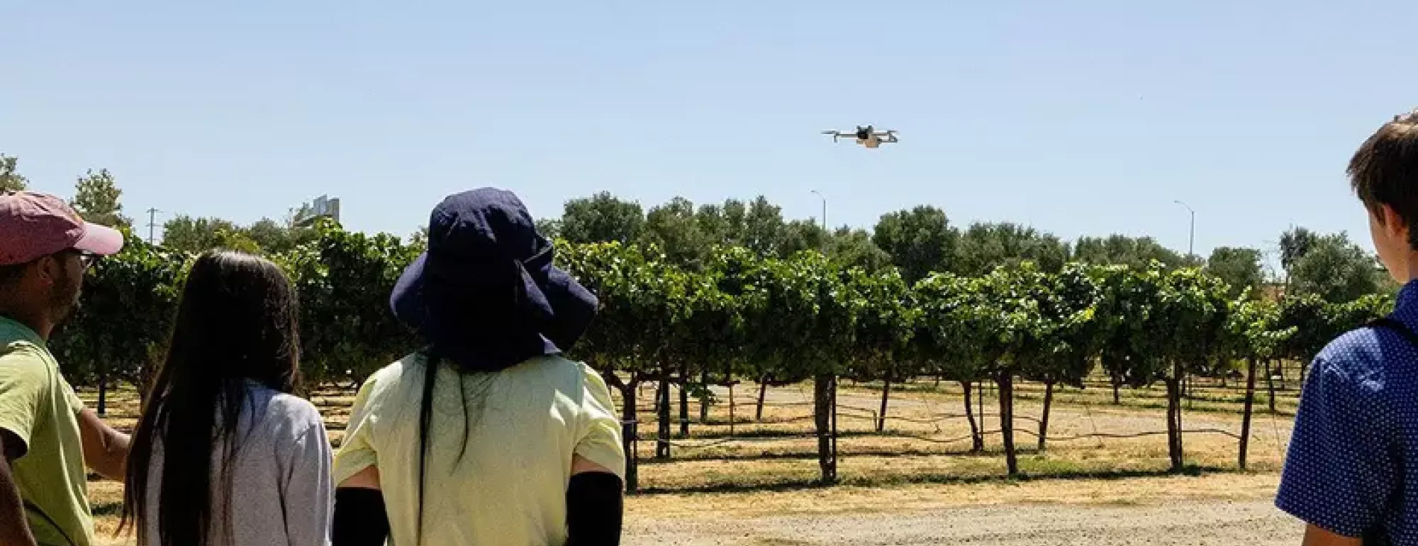 People look out onto an orchard as a drone takes flight