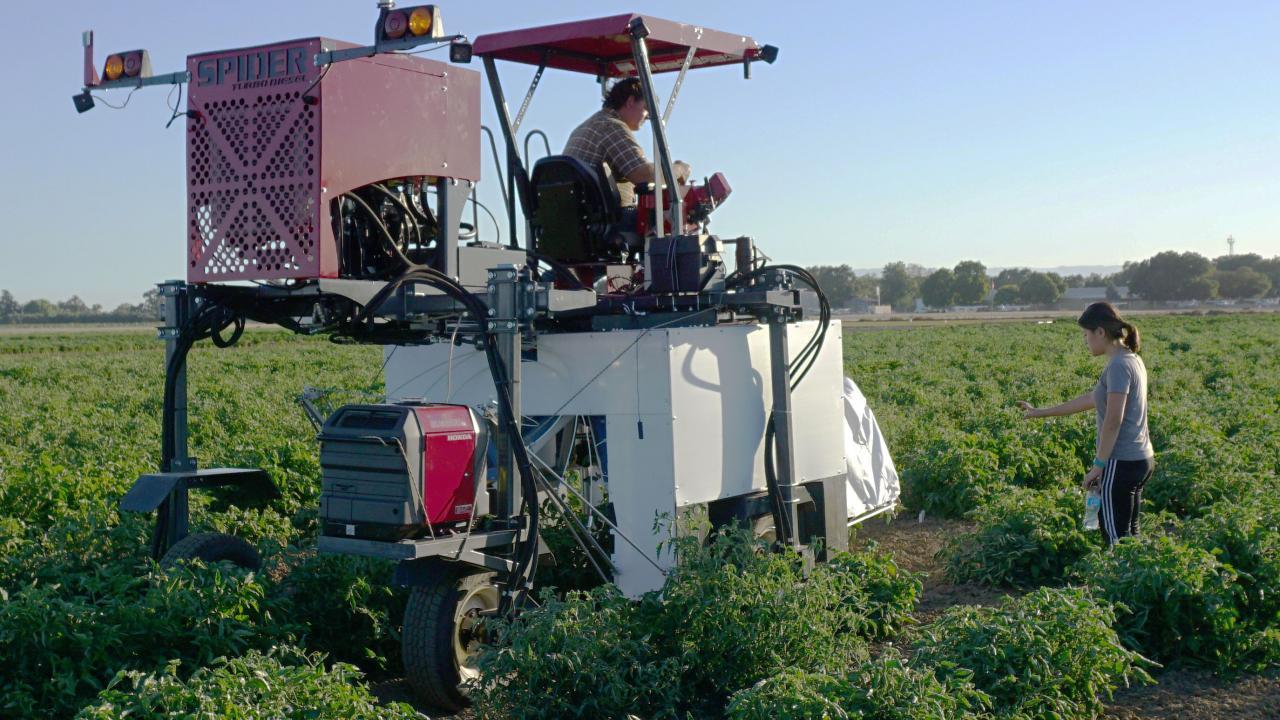 Vivian Vuong (right) and Burt Vannucci (left), test out the first phenotyping system prototype in 2017. Courtesy photo. uc davis biological agricultural engineering graduate student vivian vuong phenotyping