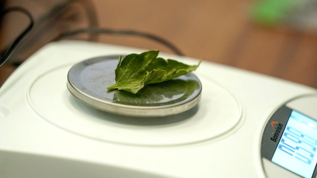 A tomato leaf sits on a scale