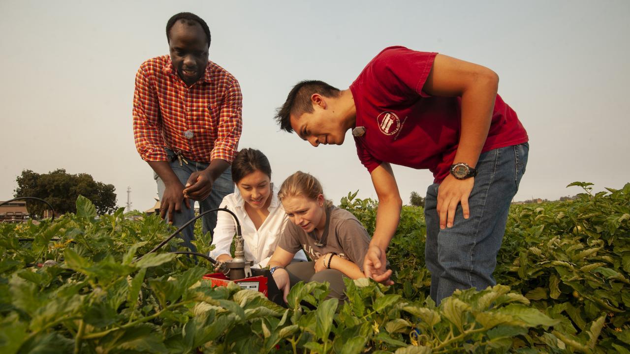 uc davis irrigated agricultural water center usda isaya kisekka biological agricultural engineering