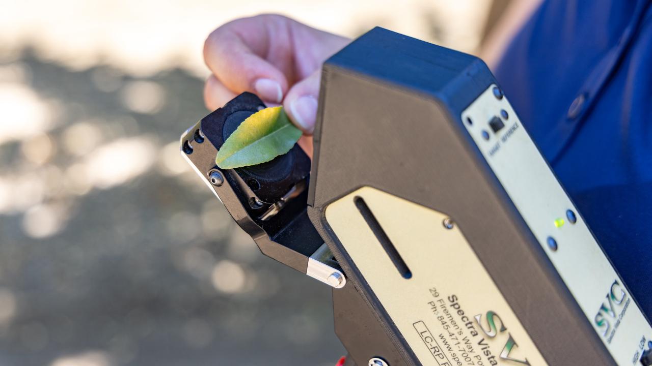 The Leaf Monitor tool being used