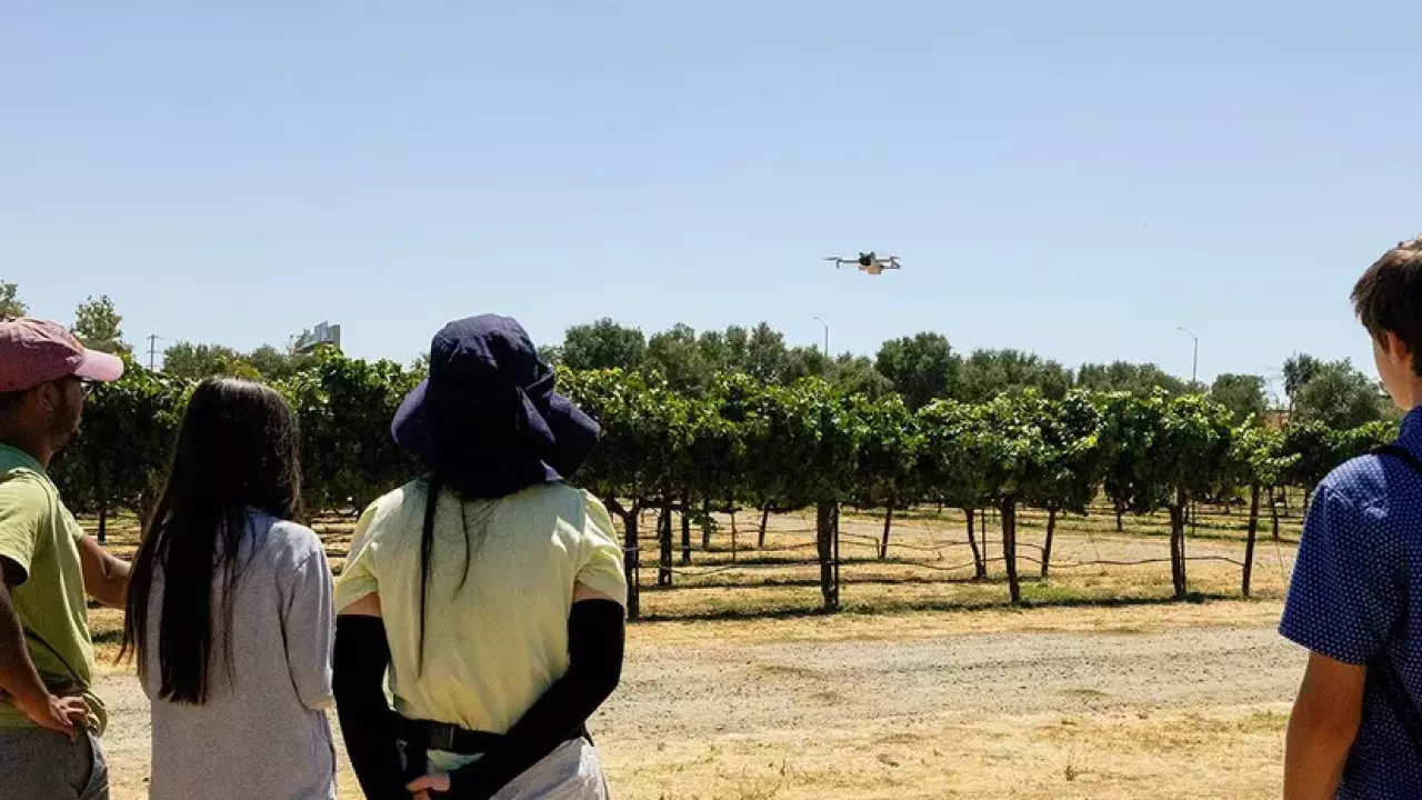 People look out onto an orchard as a drone takes flight