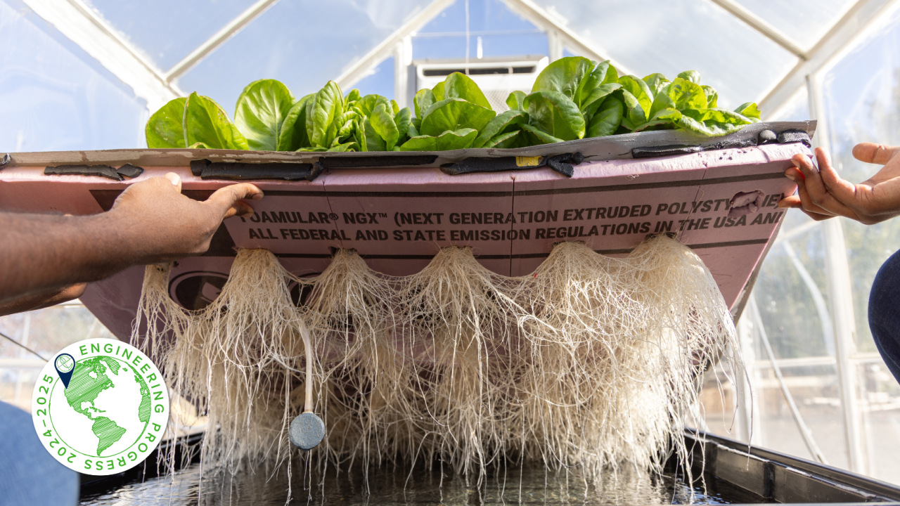 Two pairs of hands holding up a bed of lettuce to show its roots