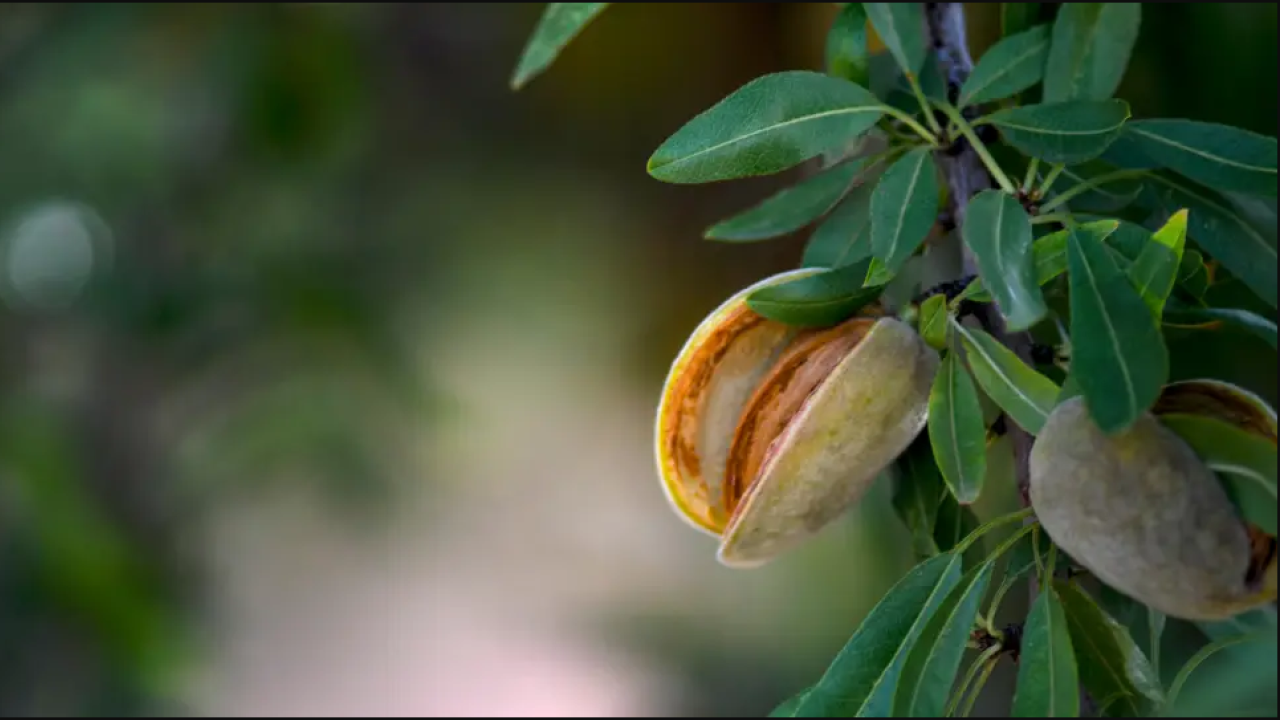 An almond growing on a tree