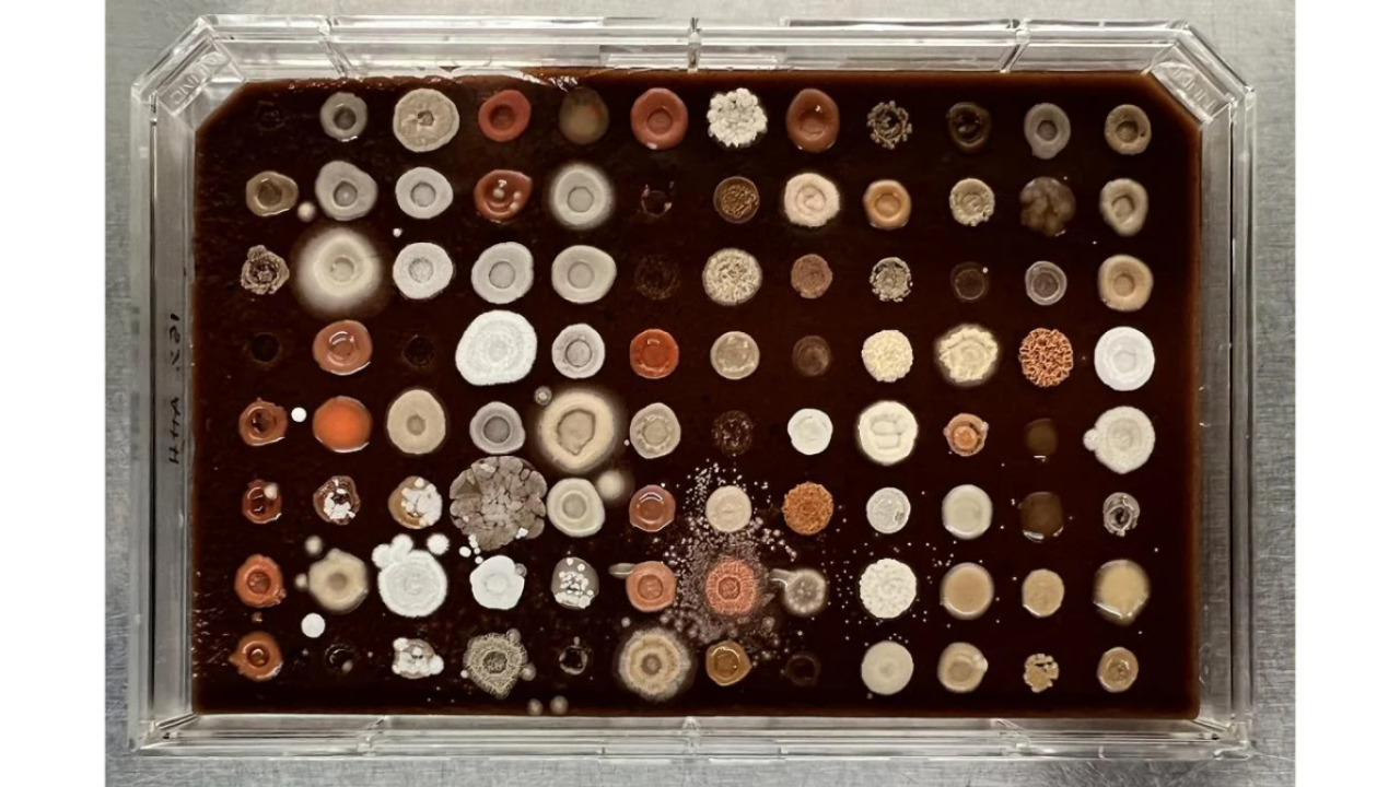 Yeast samples