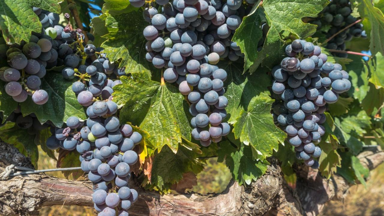 uc davis irwin donis gonzalez grape storage postharvesting biological agricultural engineering