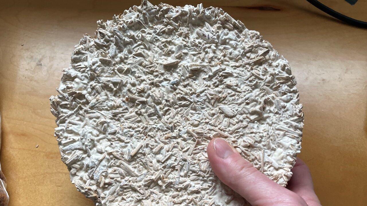 uc davis mycelium structures nitin nitin valeria la saponara mycoremediation