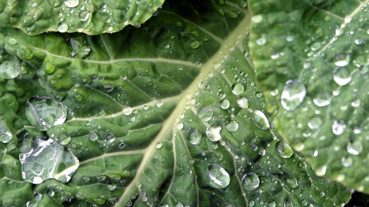 Close up photo of green leaf with drops of liquid all over it