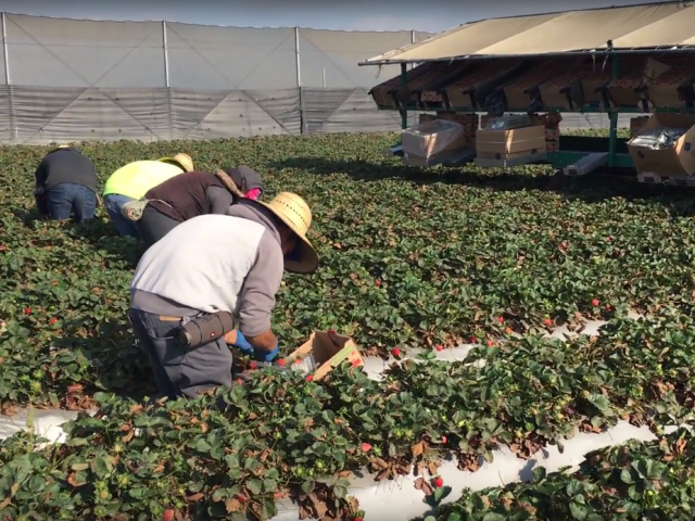 Agricultural Ergonomics Research Center at UC Davis Biological and Agricultural Engineering