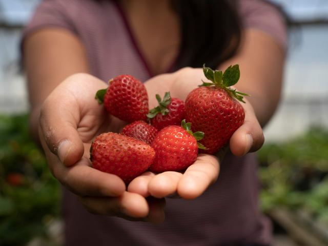 Strawberries in hands