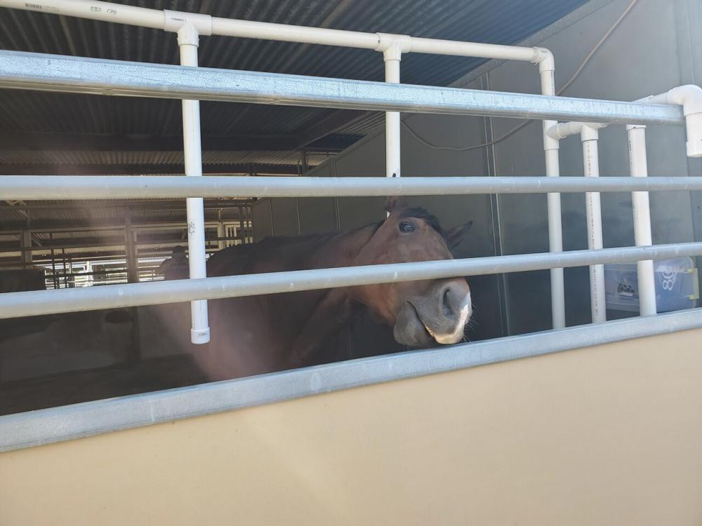 uc davis biological agricultural engineering horse enrichment stall music