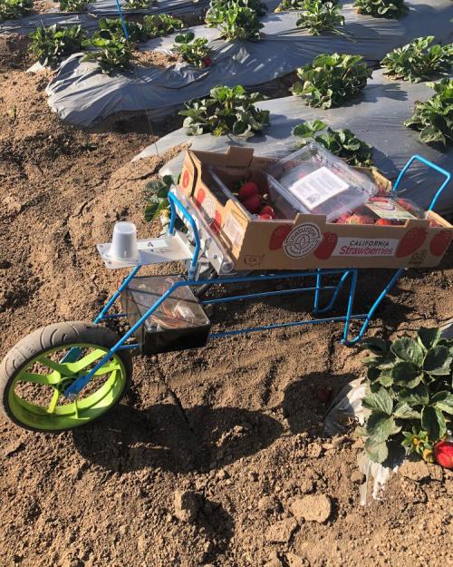 iCarrito in strawberry field with tray of strawberries on it