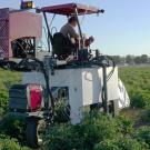 uc davis biological agricultural engineering graduate student vivian vuong phenotyping