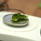 A tomato leaf sits on a scale