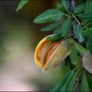 An almond growing on a tree