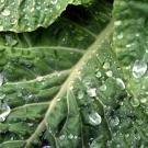 Close up photo of green leaf with drops of liquid all over it